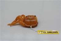 藏品(白紋方蟹)的圖片